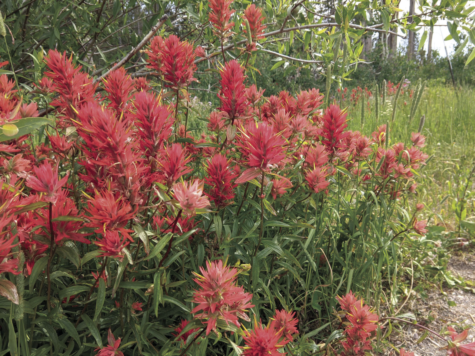 Indian paintbrush